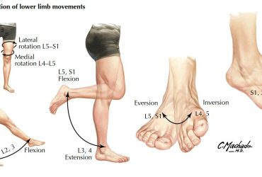 Limb movement techniques lower body