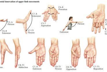 Limb movement techniques upper body